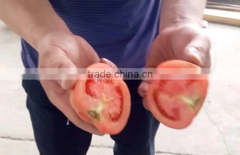 Fruit Vegetable Squash Half Cutting Machine
