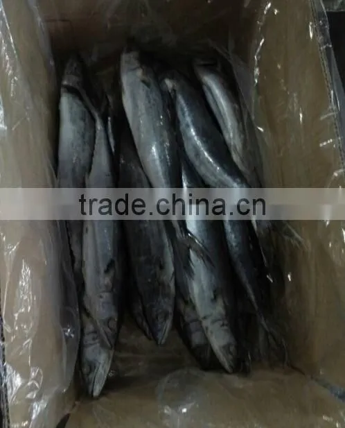 Whole Frozen Spotted Spanish Mackerel Fish