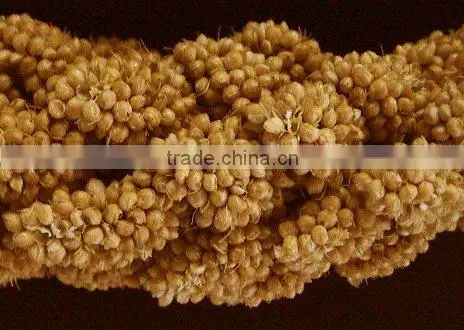 organic millet sprays for birds
