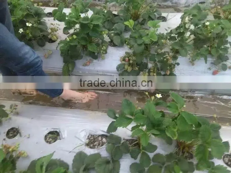 china manufacture offer thin plastic mulch film/agricultural plastic clear mulch film