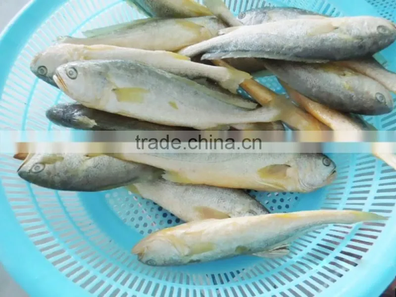Croaker fish seafood frozen yellow croaker fish promoting price