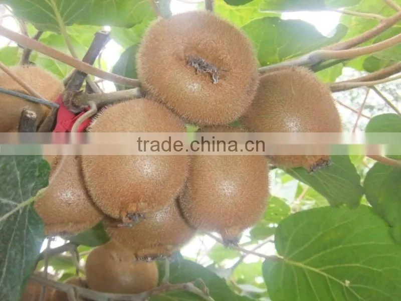 super kiwi fruit