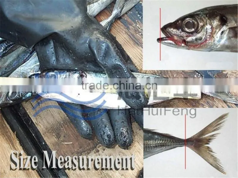 Bulk pack frozen horse mackerel BQF from China