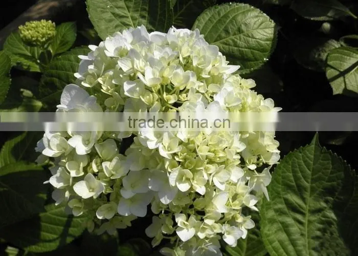 The shrub plant Hydrangea macrophylla seedling