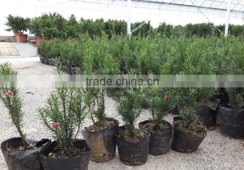 Taxus Bacatta Tree Seedling