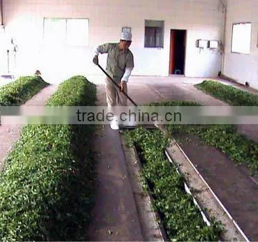 Lan Gui Ren Ginseng Oolong Tea
