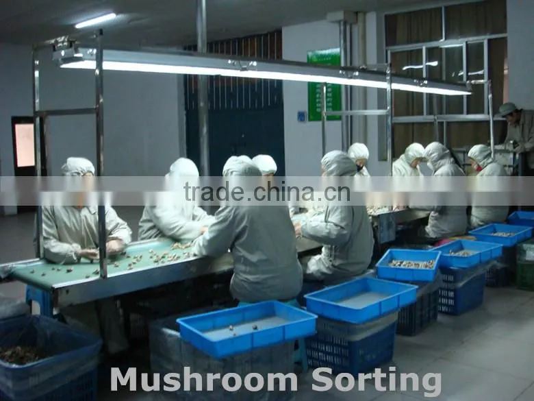 2015 Chines new crop shiitake mushroom ,Top nutrition White flower mushroom