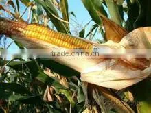 combined corn shelling and threshing machine