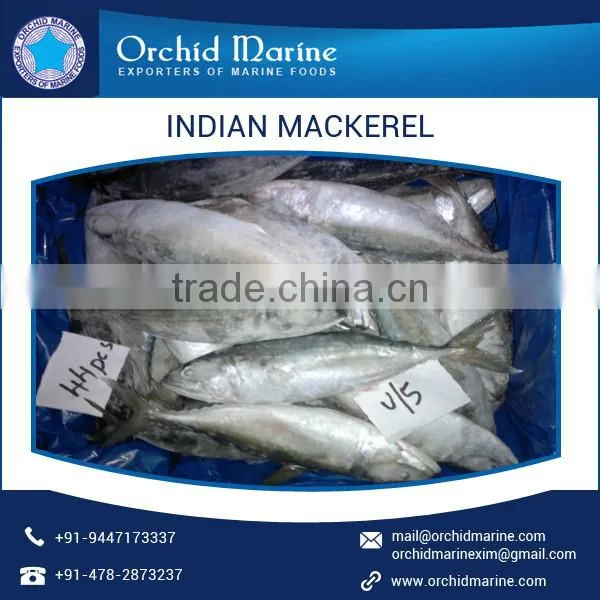 Indian Mackerel Fish at Lowest Price from A Grade Supplier