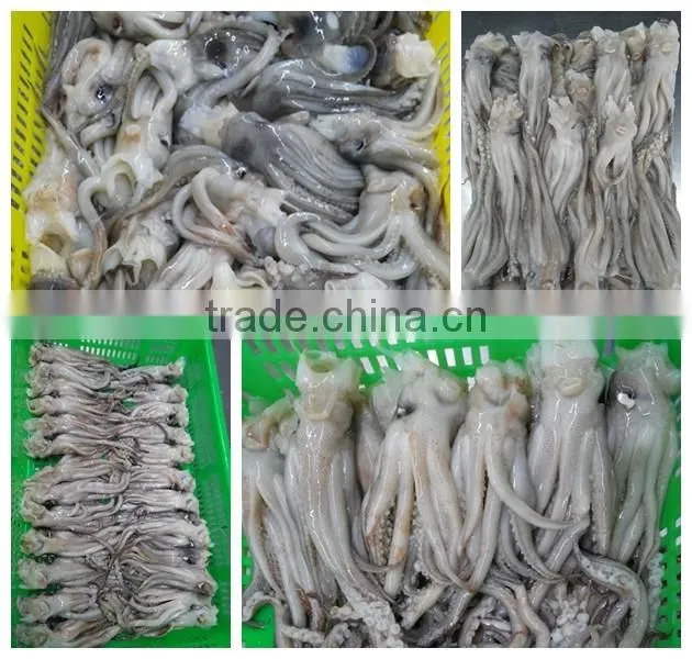 Frozen illex squid tentacle and squid head BQF