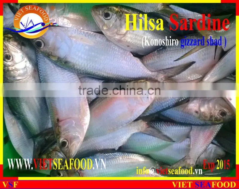 FROZEN HILSA SARDINE WHOLE ROUND