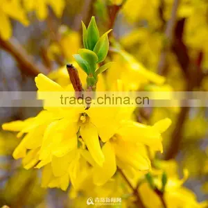 100% Natural Anti-inflammatory Forsythia Essential Oil thumbnail-2