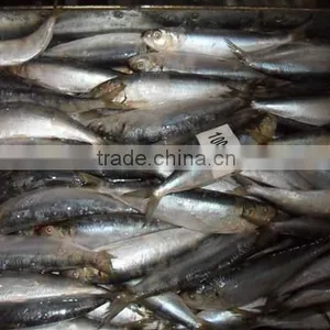 Good Quality Frozen Sardine Seafood Fish 100-120 Pcs thumbnail-1