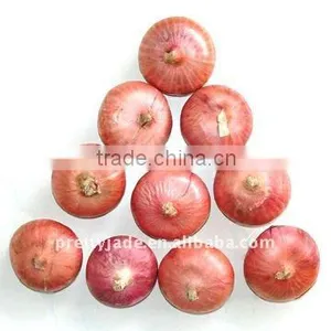 New Crop Fresh Onion thumbnail-1