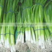 Spring Onion thumbnail-1