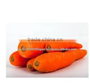 Sale Frozen Carrot thumbnail-1