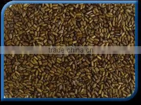 Cassia Tora Seeds thumbnail-1