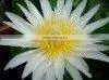 White Lotus Absolute P&N thumbnail-1