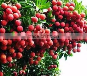 HKVIMEX'S FRESH LYCHEE NEW SEASON 2015 thumbnail-1
