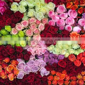 Fresh Cut Roses thumbnail-2
