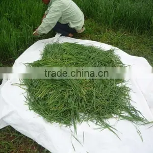 Health Food Organic Wheat Grass Powder thumbnail-4
