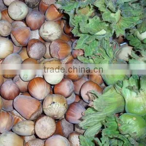 Hazelnut Tree Seedling thumbnail-2