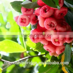 Syzygium Samarangense Tree Seedlings, Java Apple, Semarang Rose-apple, Wax Jambu thumbnail-1