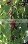High Quality Schisandra Chinensis Extract Powder thumbnail-1