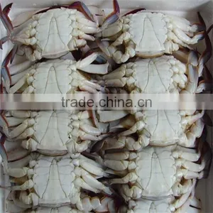 Frozen IQF&BQF Blue Swimming Crabs With Large Sizes thumbnail-1