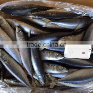 Pacific Mackerel thumbnail-2