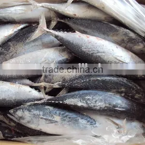 Frozen Whole Round Bonito Tuna thumbnail-2