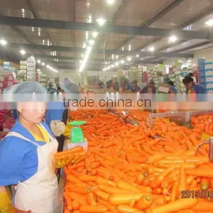 200g-250g Bulk Vegetables/fresh Sweet Carrot thumbnail-5
