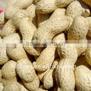 Raw Peanuts in Shell thumbnail-1