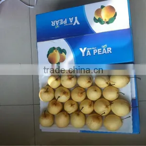 China Ya Pear ,Shandong Ya Pear,Good Taste Pear thumbnail-1