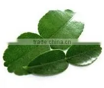 Organic Fresh Kaffir Lime Leaves Grade A thumbnail-1