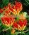 Gloriosa Superba Seed thumbnail-5