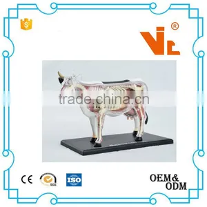 V-AM048 4D MASTER Cow Specimen Anatomical Model thumbnail-3