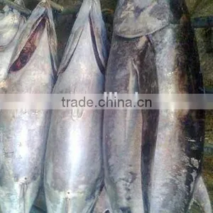 Frozen Fresh Whole Tuna Fish New thumbnail-1