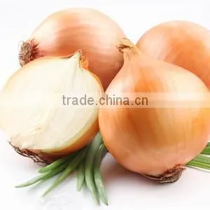 2016 Fresh Onion thumbnail-3