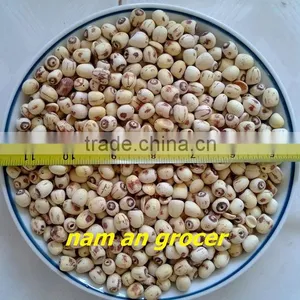 Lotus Seed thumbnail-1