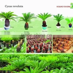 Cycas Revoluta thumbnail-1