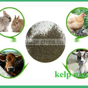 Cattle,Horse,Chicken,Dog,Pig,Fish Use Seaweed Powder Type Feed Grade Kelp Meal thumbnail-5