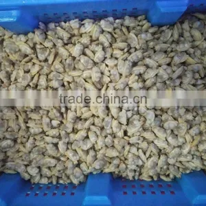 Frozen Natural Taste High Quality X-checked Clam Meat for Sale thumbnail-2