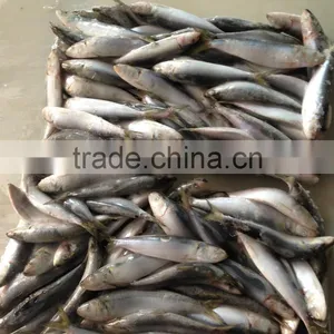 Superior Quality Sardine for Bait on Sale thumbnail-1