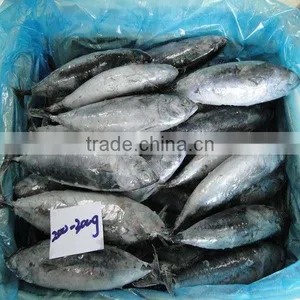 200-300G Best Price Frozen Bonito WR Fish thumbnail-1
