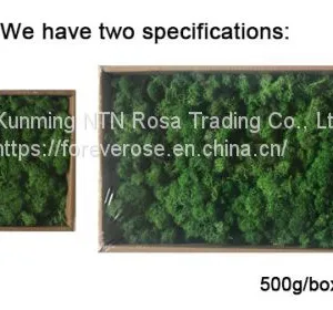Fresh Touch Decorative Moss for Floral Compositions thumbnail-1