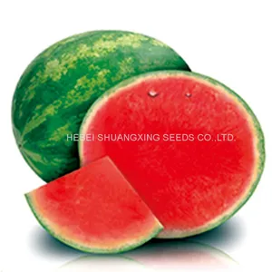 Chinese Triploid Seedless Watermelon Seeds for Planting ZK1 thumbnail-1