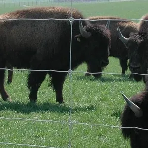 Wholesale 4ft Veld Span Farm Field Fence Hinge Joint Deer Cattle Wire Mesh Knitted Wire Mesh Bending Welding for Animal thumbnail-6