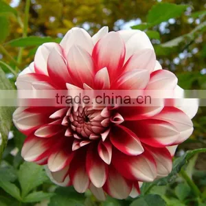 Gift Best Selling Long Stem Dahlia thumbnail-3