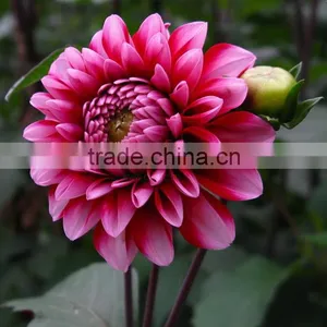 Cut Fresh Latest Dahlia Plants thumbnail-2